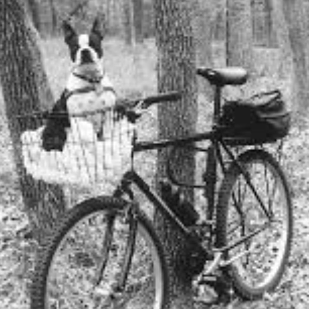 Meet your Posher, Alane